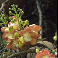 Couroupita guianensis Aubl.